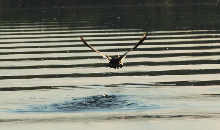 WHISKEY JACK LODGE, on Sturgeon Lake Northwest Ontario – Where hunting ...